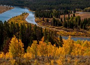 Aspens - Snake River 7524